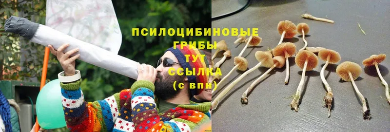 Галлюциногенные грибы MAGIC MUSHROOMS Кушва